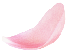 Petal Image
