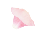 Petal Image 2