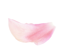 Petal Image 3